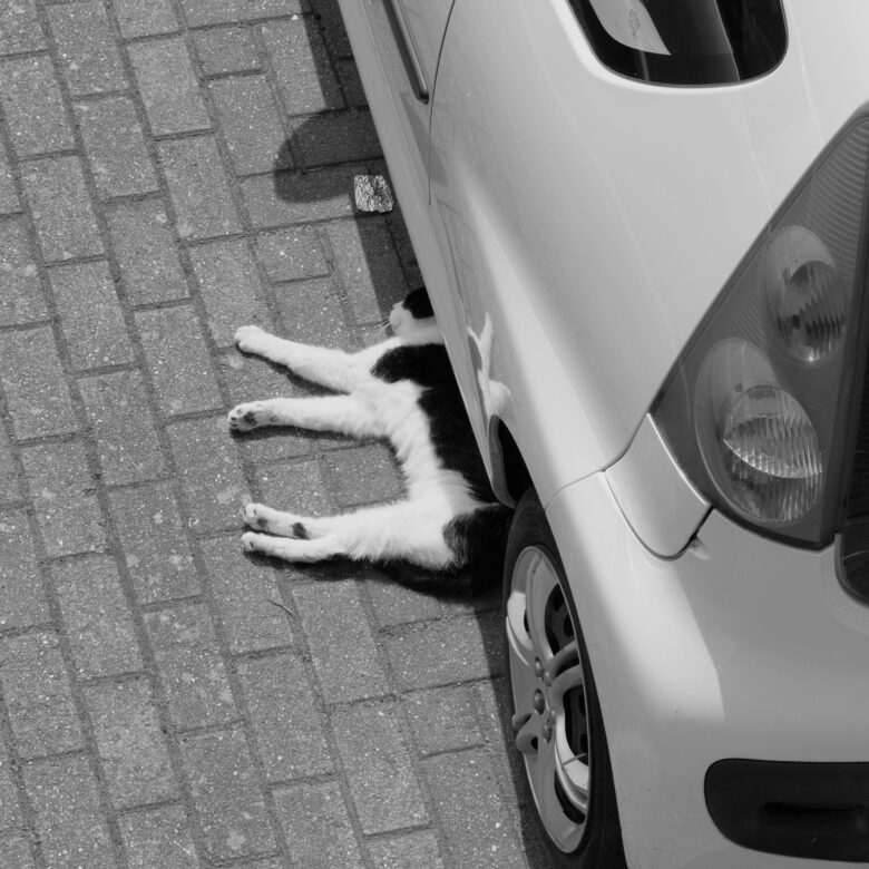 車の影で休む猫